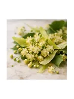 Linden Tree