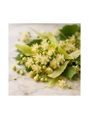 Linden Tree