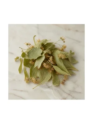 Linden Tree Leaf
