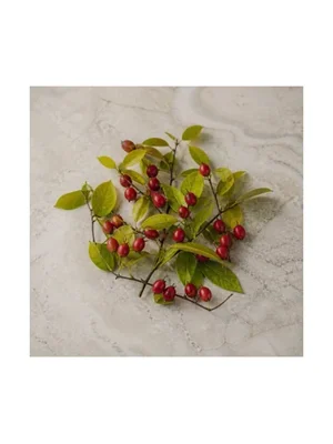 Lindera Benzoin
