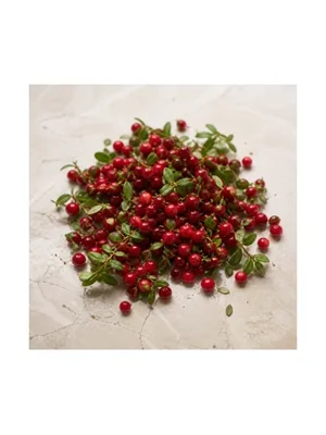 Lingonberry