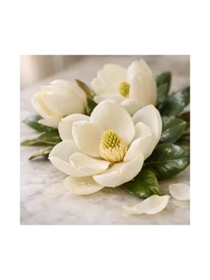 Magnolia