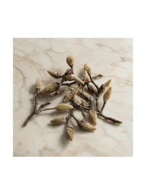 Magnolia Bud