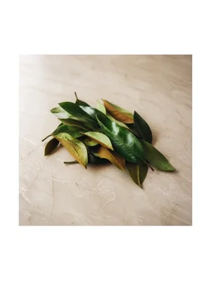 Magnolia Leaf