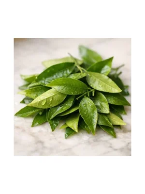 Mandarin Leaf
