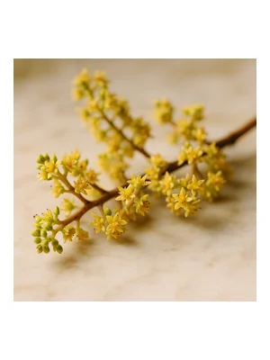 Mango Blossom