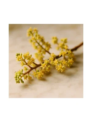 Mango Blossom