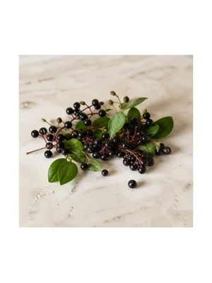 Maqui Berry