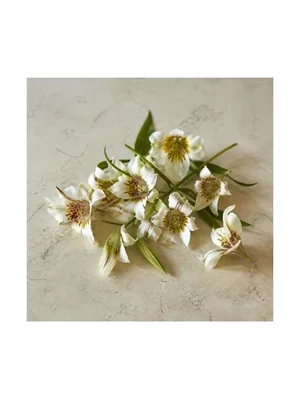 Mariposa Lily