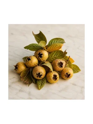 Medlar