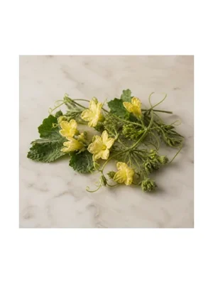 Melon Blossom