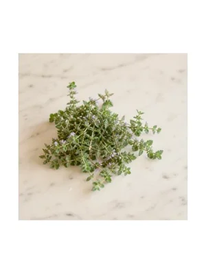 Mexican Mint