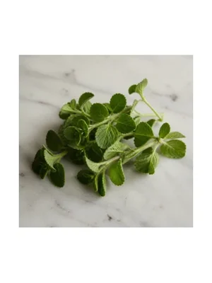 Mexican Mint