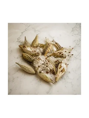 Milkweeds