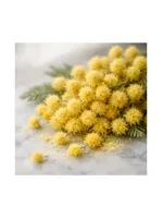 Mimosa