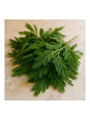 Mimosa Leaves