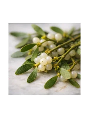 Mistletoe