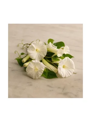 Moon Flower