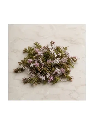 Moss Flox