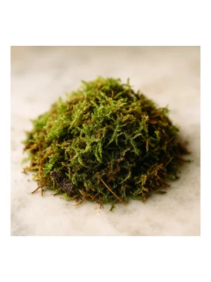 Mossy Notes