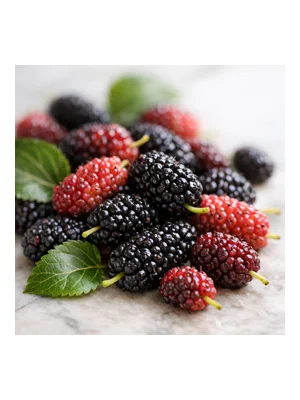 Mulberry