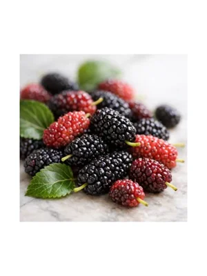 Mulberry