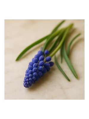 muscari