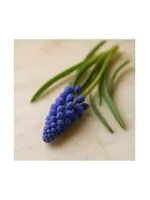 Muscari