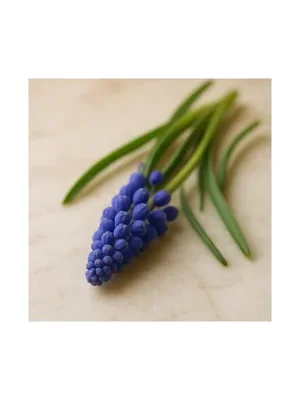 Muscari
