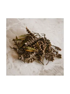 Myrica
