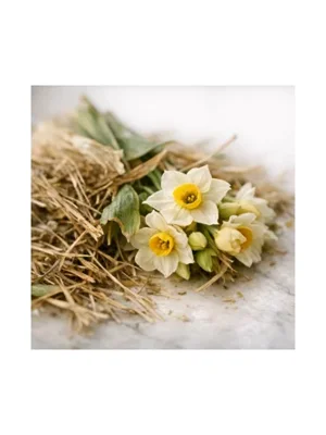 Narcissus