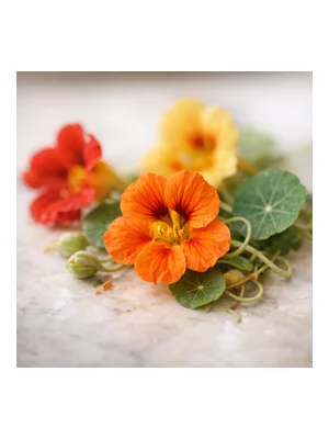 Nasturtium