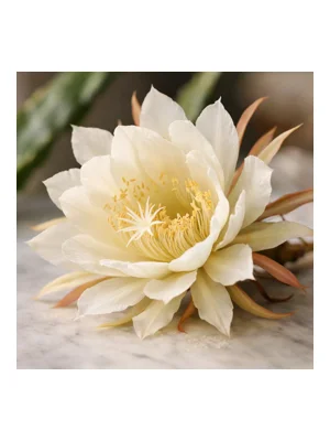 Night Blooming Cereus