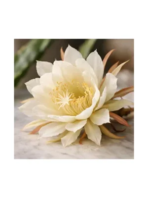 Night Blooming Cereus