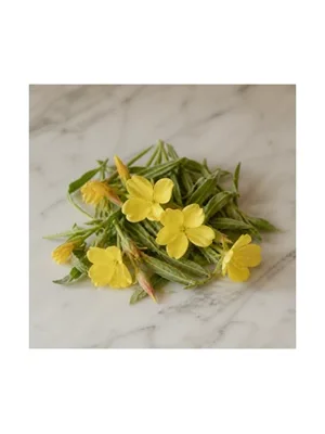 Oenothera