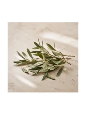 Olive Leaf