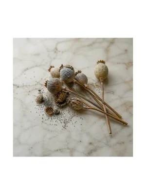 Opium Poppy