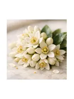 Orange Blossom