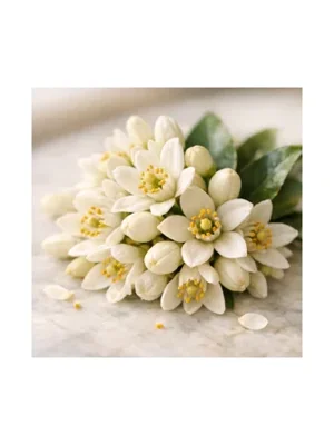 Orange Blossom
