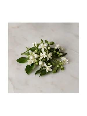 Orange Jessamine
