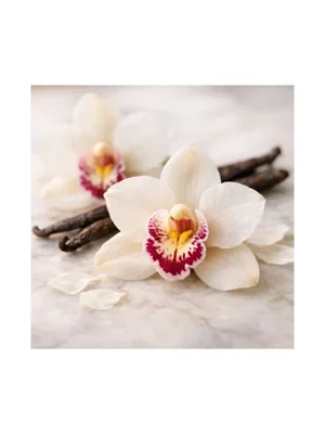 Orchid