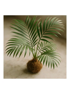 Palm Tree