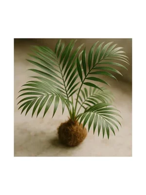 Palm Tree