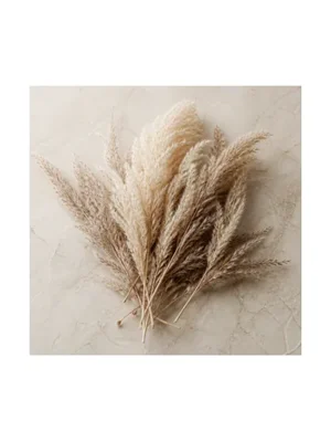 Pampas Grass