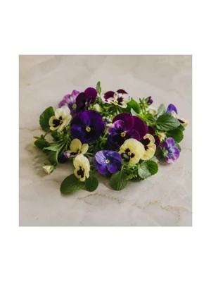Pansy