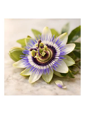Passion Flower