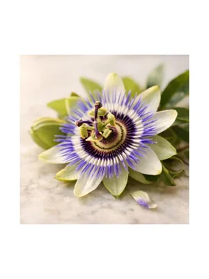 Passion Flower