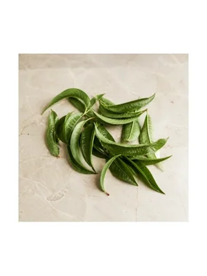 Peach Leaf