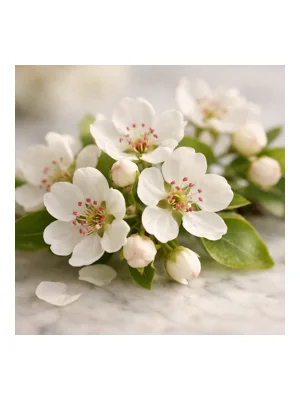 Pear Blossom