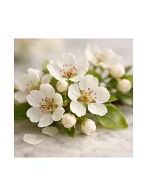 Pear Blossom